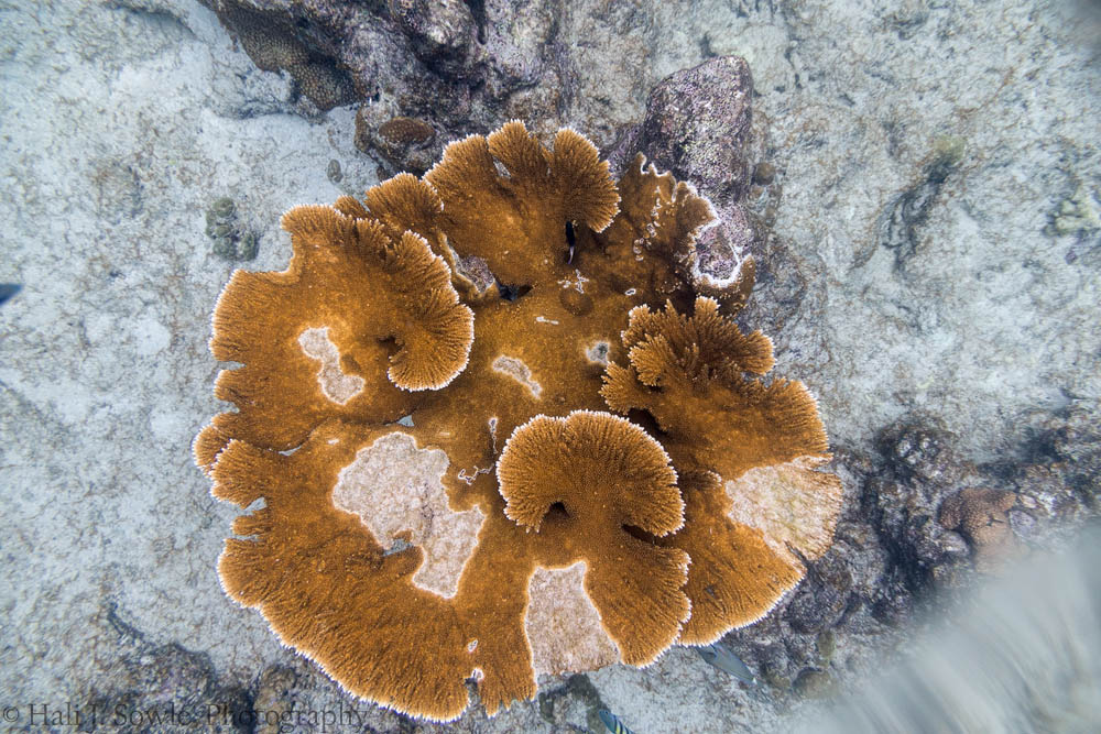 2016_11_Barbados-10235-Edit1000.jpg - I nearly had a heart attack while snorkeling when I took this picture of a coral and noticed that smear in the lower right corner.  My old trusty Ewa-Marine underwater housing was leaking with my brand new camera inside!!!!  I totally freaked out, held the bag above my head with the lens face down to keep the salt water away from my camera.  That was the end of the under-water photography for the trip, and probably for a while until I get a real housing.