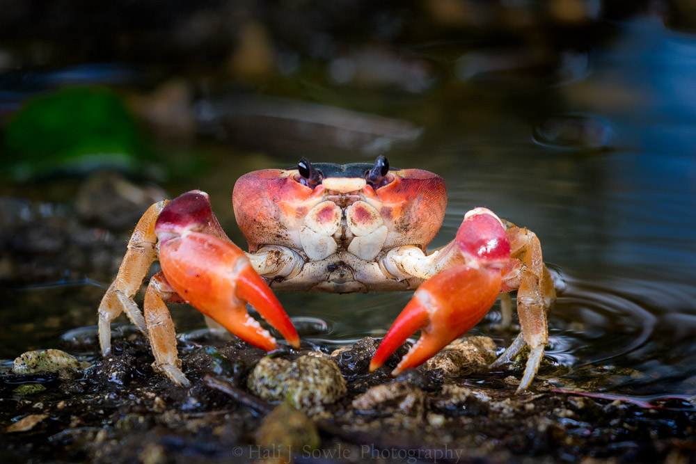 2016_11_Barbados-11895-Edit1000.jpg - Small red land crab - we found these moderate size crabs hiding up away from the water, in hidey-holes under bushes and rocks.  They rarely came out during the day, but we could capture a glimpse here and there in the early morning hours.
