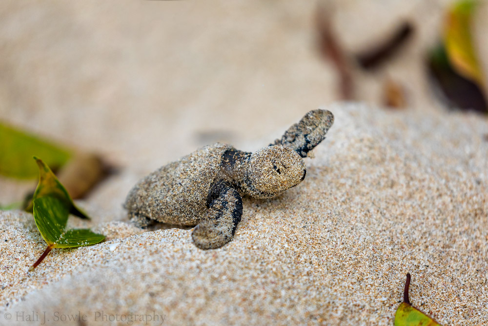 2016_11_Barbados-12398-Edit1000.jpg - We had the joy and sadness of watching this baby turtle leave its birthplace and make its way to the ocean.  It apparently was the last of its hatching to get out.  We saw plenty of empty holes and then we saw this poor guy, all covered in sand stuck to the yolk from its egg and half blinded by it.  With some help from other tourists it got to the waterline and made it into the sea.  I hope it survived.  With the warming of the waters the turtles are hatching at less opportune times to get to the ocean safely.  We heard that there are organizations around the island that show up to help get the babies into the water safely.