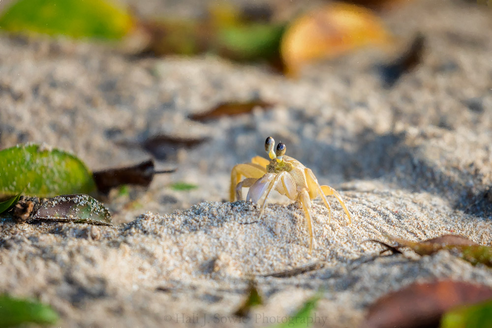 2016_11_Barbados-12430-Edit1000.jpg - Ghost crab.  These little yellow-white crabs are super quick, running and hiding down their holes at the faintest foot-fall, but we learned to sneak up on them and got a few good shots.