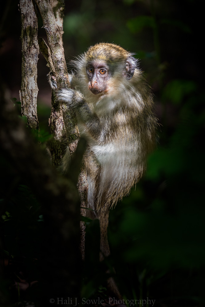 2016_11_Barbados-12598-Edit1000.jpg - Baby Bent-tail.  We had heard that there was a green monkey that visited the resort but the first few days we never saw it.  So one morning we went looking and finally found the dad (Bent-tail, so named because he has a crick in his tail where it was broken)  Even more exciting was that he had one of his babies with him.  While Dad was sitting on the wall eating bananas that we got for him, baby was eating the fruit in the trees and watching all the fuss around his dad.