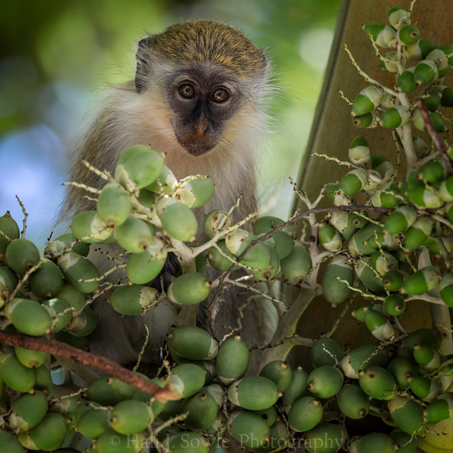 2016_11_Barbados-12617-Edit1000.jpg - One of Bent-tails babies having a snack in the Mahagony tree next to the resort.