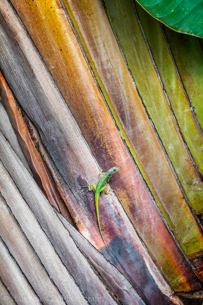 2016_11_Barbados-12906-Edit1000.jpg - Anole on a large palm leaf.  One morning right after breakfast we were walking back to our room, on the landing I glanced over to the trees across the way and spotted this little green anole on the multi-colored palm frond.  I had time for a few shots before he scurried away.