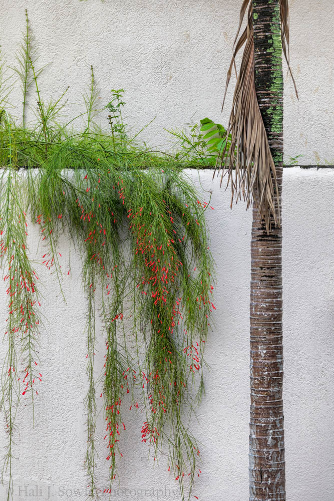 2016_11_Barbados-13141-Edit1000.jpg - Just an artsy image of a palm tree, some ferns and a wall at the Club.