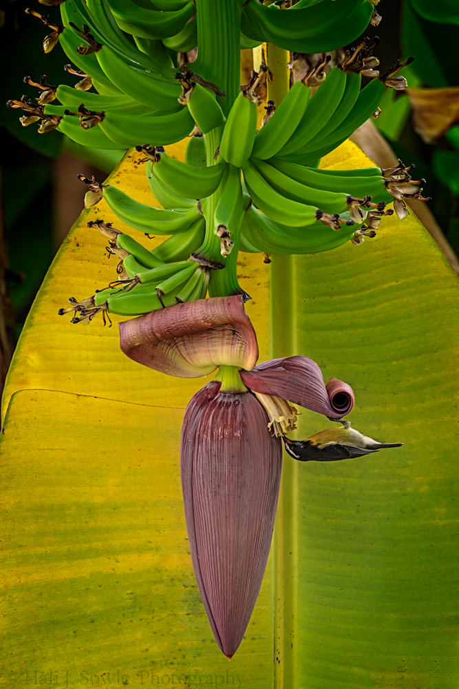 2016_11_Barbados-13143-Edit1000.jpg - A Bananaquit having a sip from, you guessed it, a banana plant.  I loved how the broken leaf made a great background.