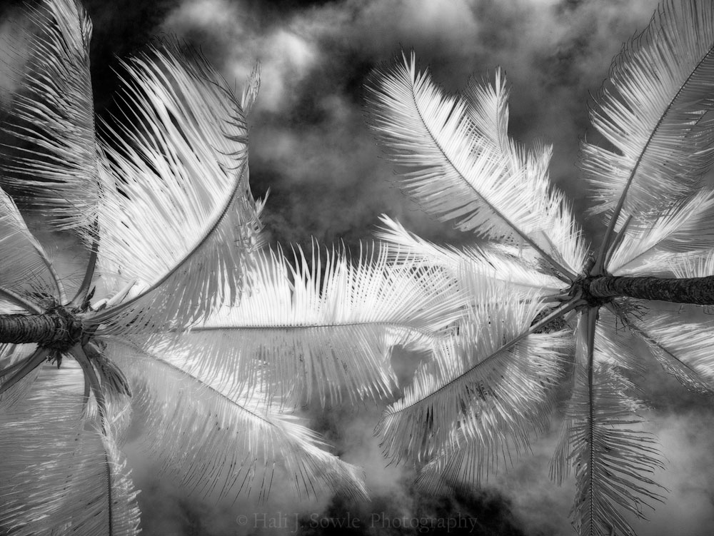 2016_11_Barbados-13311-Edit1000.jpg - There was this pair of Palm trees by the pool.  I loved staring up at them to the sky.  I tried to capture some of the ethereal waving of the palm fronds with this Infrared monochrome image.  Not sure I succeeded but it is one of my favorite images from the trip.