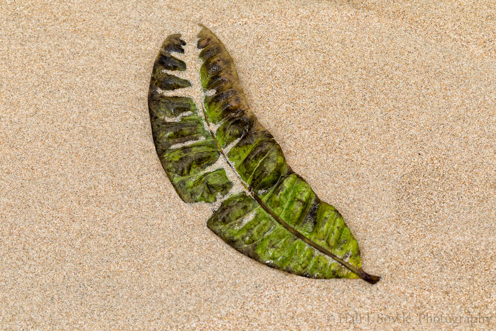 2016_11_Barbados-13563-Edit1000.jpg - We spent the day after the storm wandering the beach with Steve and Jackie, our friends that came down to join us for the last part of our vacation.  Just a leaf half buried in the sand.