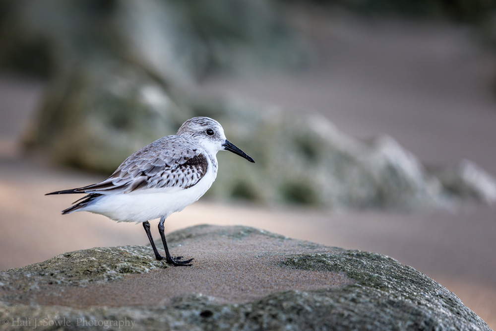 2016_11_Barbados-13699-Edit1000.jpg - Sanderling on the beach below the resort.  I saw this the next to last day we were there, it was among the first shore birds we had seen there.