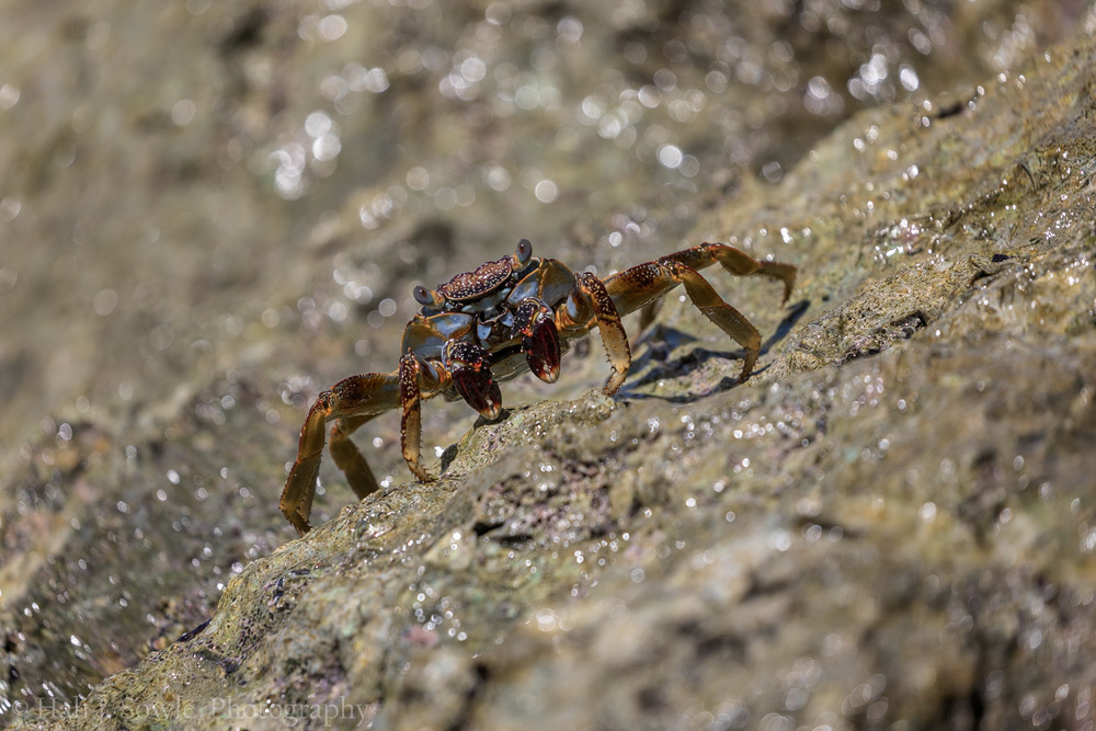 2016_11_Barbados-13719-Edit1000.jpg - We saw many of these very shy scuttle crabs.  They are quick moving, and eat algae off of the rocks and stone walls at the water line.  They are used for bait by fisherman.