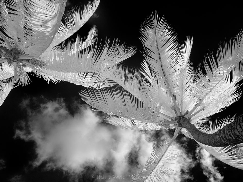 2016_11_Barbados-14101-Edit1000_SEP2_.jpg - A different IR image of those palm trees.  I guess I really did like them