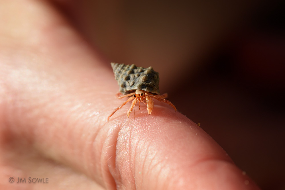 _JMS0069A.jpg - This could possibly be the smallest hermit crab we have ever seen.  Here it perches upon Hali's giant finger.