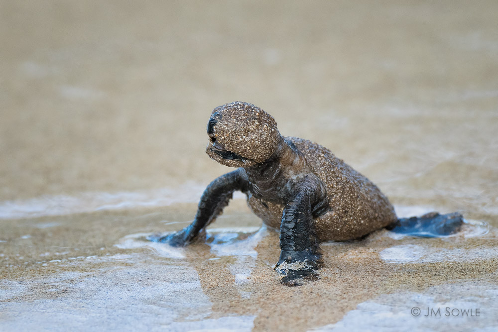 _JMS0279.jpg - The poor little guy finally made it to the water's edge.  I think it was shocked when the water pulled back out.  We saw it swim away and we hope it made it through it's first day!