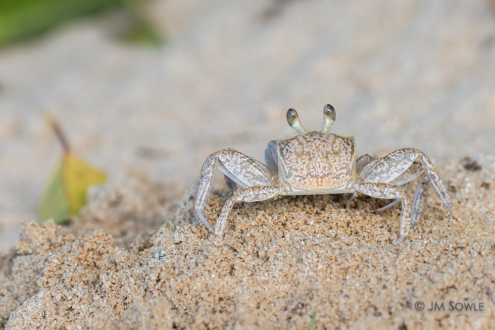 _JMS0311A.jpg - Every school teacher's dream -- eyes in the back of your head.  Ghost crabs can see 360 degrees around themselves.