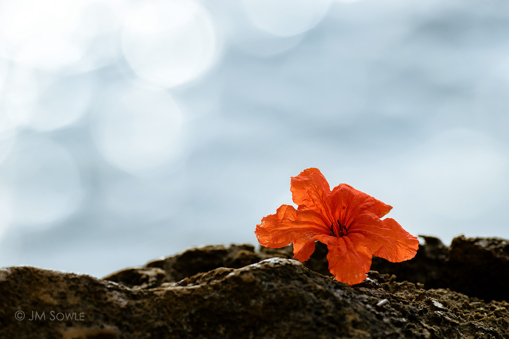 _JMS0340A.jpg - Just one of many flowers from the tree the overhangs the path to the good snorkeling spot.