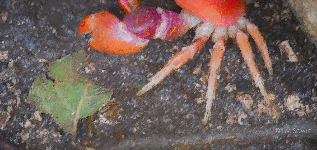 _JMS0341A.jpg - Small red land crabs can be seen in the shrubs along the coast line.  According to one source, these crabs were once prevalent as a main ingredient in soups.  I really didn't like this image so I got a little creative with it -- I added some art filters and cropped out the main body of the crab.