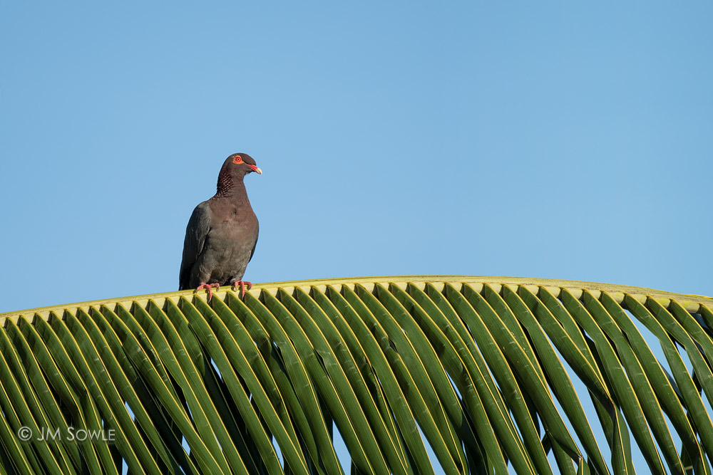 _JMS0354A2.jpg - Scaly-naped Pigeon were often seen during our walks.