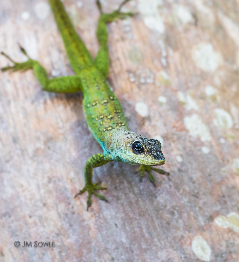 _JMS0388A.jpg - The Barbados Anole is native to... (A) St Lucia (B) Bermuda (C) Barbados 