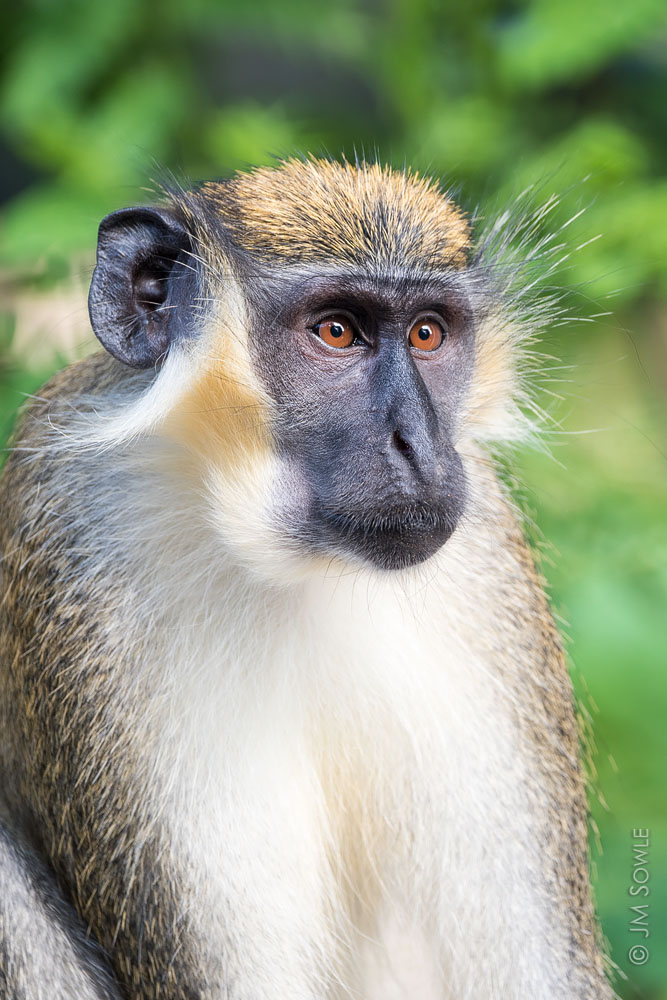 _JMS0426A.jpg - Although not indigenous, Green Monkeys can be found all over Barbados.  According to the government web site, these animals (along with the giant African snail) are the countries biggest pests.  At least they haven't started drinking booze like the Vervet Monkeys on St Kitts!