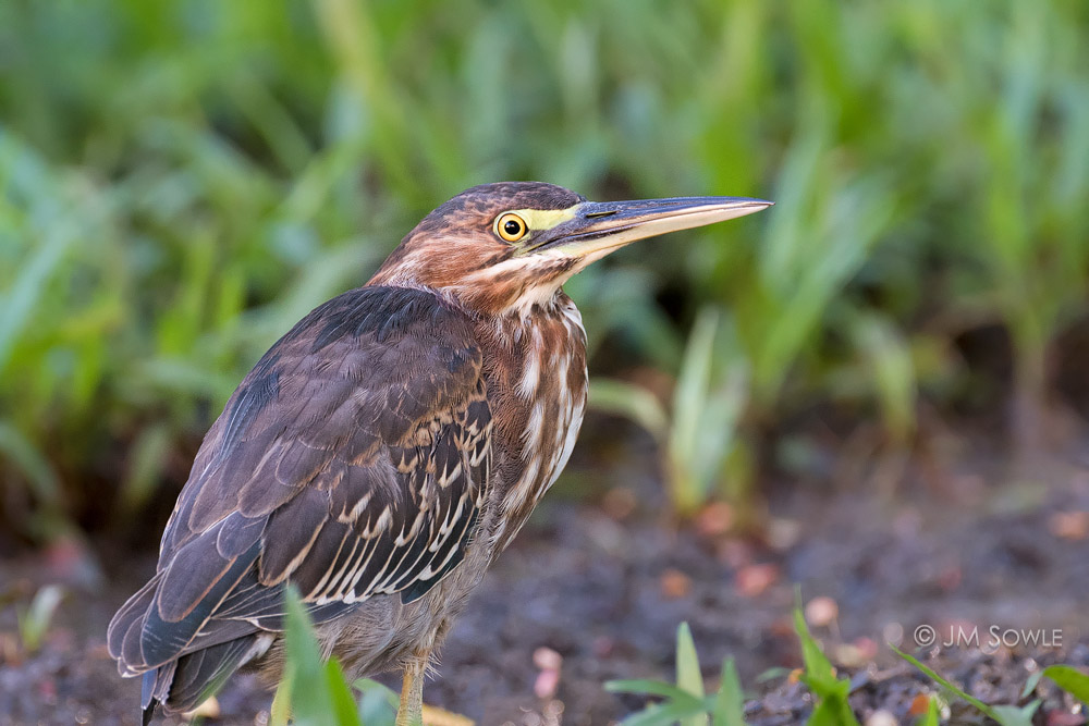 _JMS0761.jpg - Although usually very timid, this Green Heron allowed us to take a few pictures before flying away.