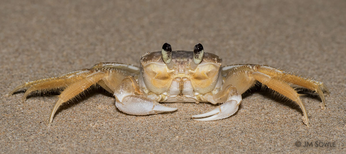 _JMS0829.jpg - Taking pictures of the ghost crabs at night is really fun because they are much less timid at night.