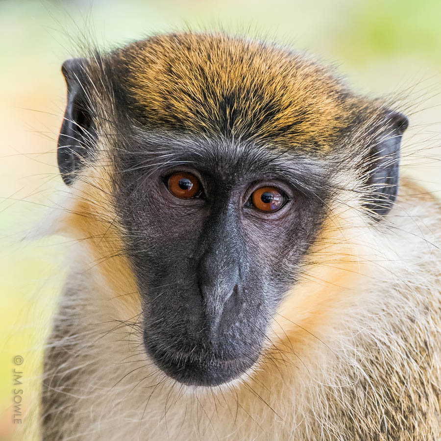 _JMS0869A2.jpg - This particular monkey was a regular visitor to the resort, and would welcome any banana donations.