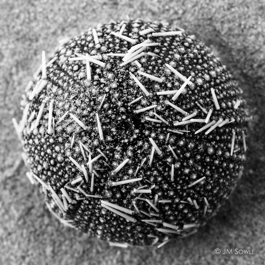 _JMS1046C2A.jpg - This type of sea urchin are called "Sea Eggs", and are prized for the delicious golden roe that can be found within them.  Many of these were washed up along the shore after the storm passed -- some in better shape than others.  Normally, these are a fuzzy ball of sharp white quills.