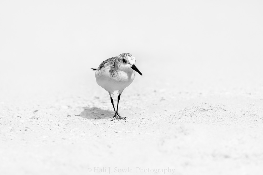 2017_04_Barbados-10402-Edit1000.jpg - Sanderling on the beach.  I was sitting in one place for long enough for this Sanderling to lose most of it's distrust of me and come quite close.