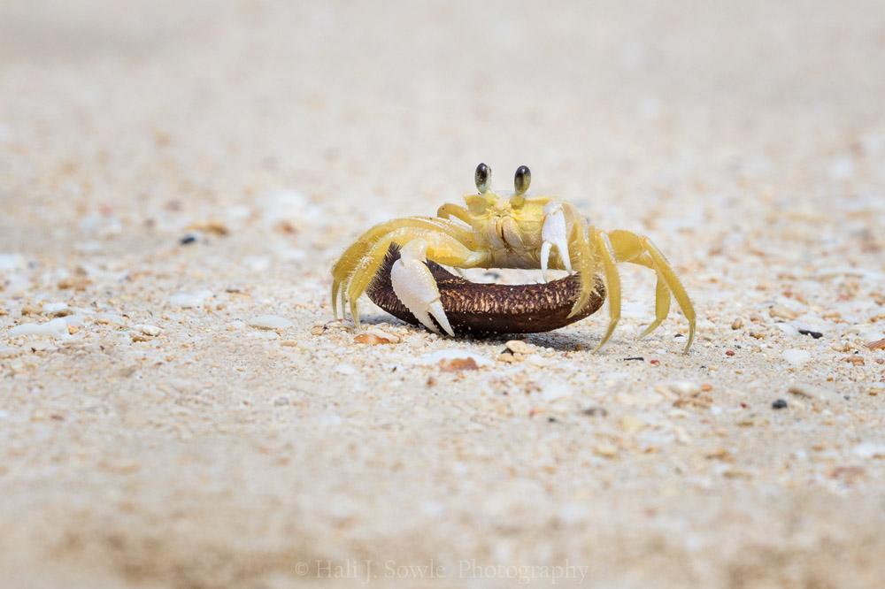 2017_04_Barbados-10522-2-Edit1000.jpg - This ghost crab was nearly at my feet  trying to take this seed pod away.  He abandoned it after a few tugs.