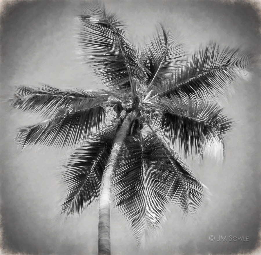 _JMS0144a.jpg - It's just a palm tree.