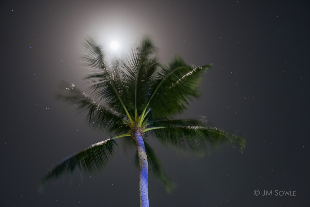 _JMS0285.jpg - Maybe it was the rum, but when we came out from dinner we thought the moonlight looked wonderful through the palm fronds.  So we ran to get our cameras in an attempt to capture that imagery.  The blue color on the palm tree is from the colored lights used around the pool area.