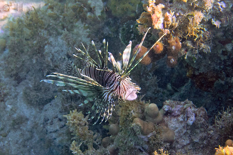 2010_01_17_GrandBreezes-10147-Edit750.jpg - We saw a few of these beautiful fish while snorkeling off the beach at the resort.  Lionfish are venomous and they deliver it through their 18 needle-like dorsal fins.   They are shy, defensive fish and the venom is strictly for protection.  They can grow up to 15 inches but the average size is about 1 foot.