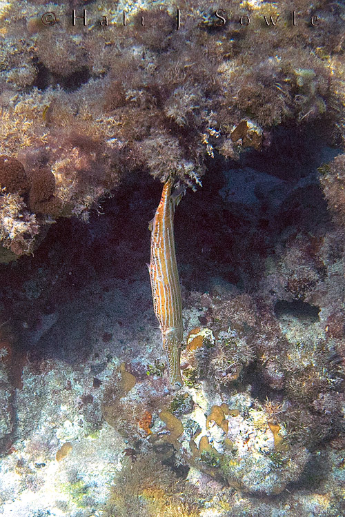 2010_01_17_GrandBreezes-10175-Editt750.jpg - Trumpetfish spend most of their time with their heads pointed down to blend in with their surroundings and catch their prey unawares.