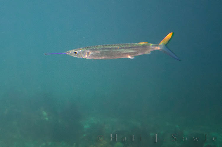 2011_01_18_BreezesGrande-10027-Edit750.jpg - Ballyhoo is the most common halfbeak species around coral reefs and is often used as bait for big game fish.