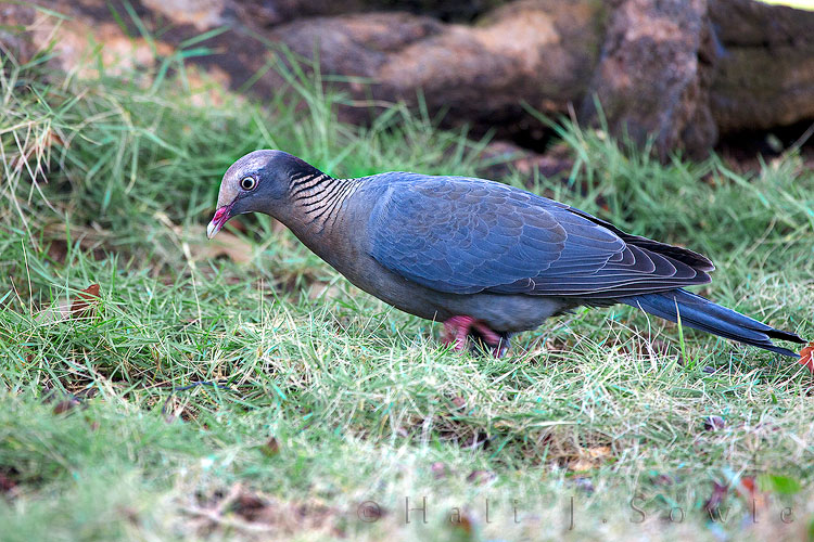 2011_01_18_BreezesGrande-10570-Edit750.jpg - At first I thought this was a Zenaida Dove but the colors and markings are all wrong.  I have no idea what this actually is, it might be just a Common Pigeon (Rock Dove)