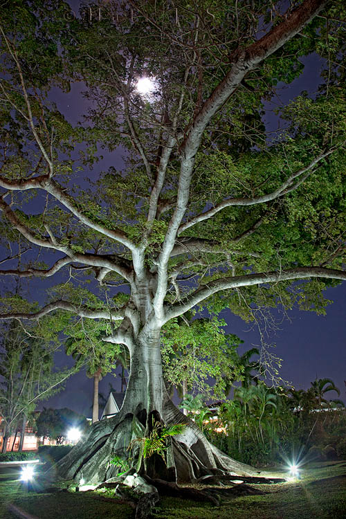 2011_01_18_BreezesGrande-10592-Edit750.jpg - Lit by spots from the ground and a full moon above this Banyon tree in the middle of the resort was beautiful!