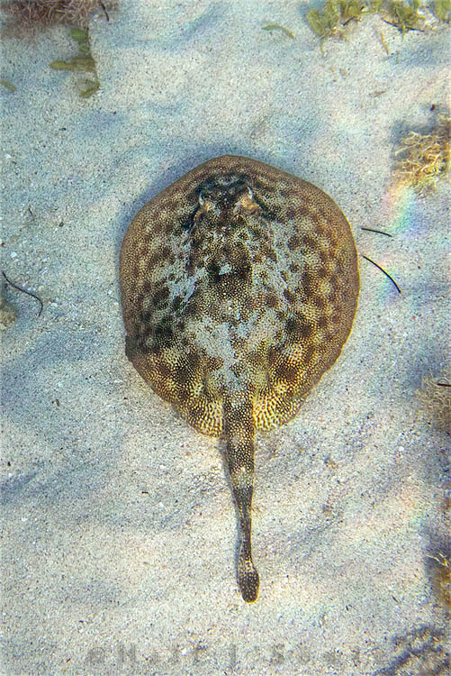 2011_01_19_BreezesGrande-10168-Edit750.jpg - We saw quite a few of these skates as we snorkeled to and from the beach.