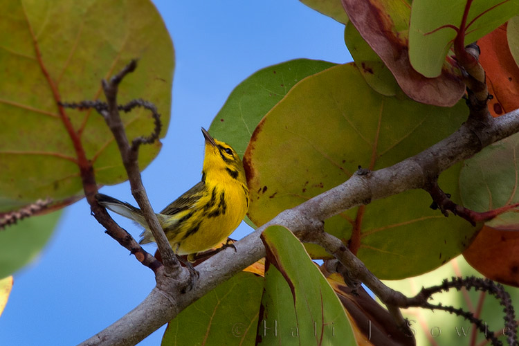 2011_01_19_BreezzesGrande-10585-Edit750.jpg - I believe this little warbler is actually a male Prairie Warbler. If it is a Prairie Warbler it is not an often-seen species in Jamaica.