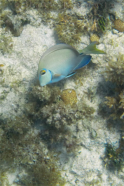 2011_01_20_BreezesGrande-10276-Edit750.jpg - Doctorfish are relatives of the surgeonfish and often travel in schools with them.