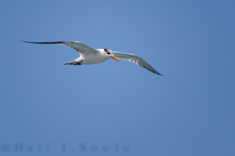 2011_01_20_BreezesGrande-10391-Edit750.jpg - We didn't see many birds at or around the resort, which is so strange.  Jamaica that has an abundance of almost every type of bird found in the Caribbean.  A walk across the point to the resorts on the other side of the bay had an amazingly more diverse and abundant bird population but we made do with a few Common Terns, flyovers by some frigate birds and a a smattering of others.
