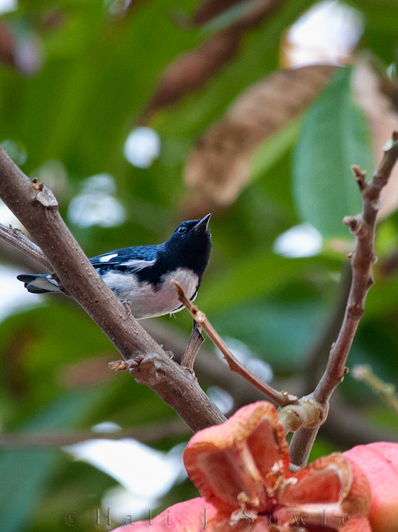 2011_01_20_BreezesGrande-10435-Edit750.jpg - We saw only a few birds the entire stay at the resort, there just weren't many around, but we found this Black-Throated Blue Warbler having a little bit of an Ackee snack near the spa.
