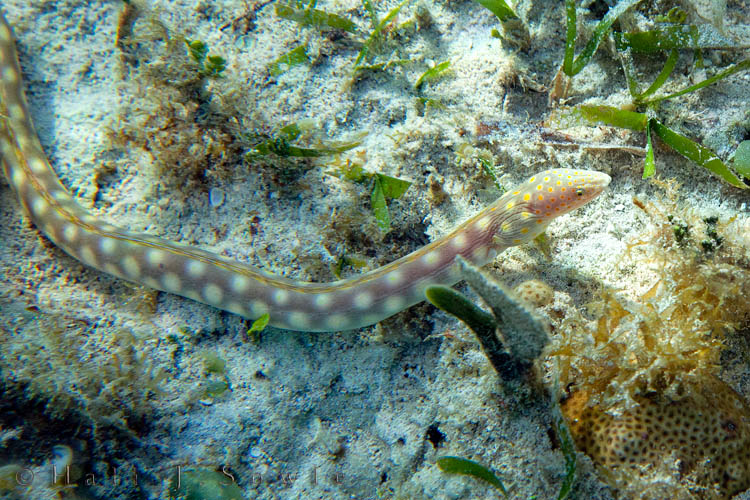 2011_01_21_BreezesGrand-10116-Edit750.jpg - This aggressive hunter is a Sharptail Eel. These eels are often seen hunting crabs during the day -- which is exactly what we witnessed.  It would slither along the bottom until it found something tasty -- usual under a rock or a piece or coral.  When it latched onto some helpless critter, it's entire body would writhe in the attempt to drag the meal from it's den of false safety.  It was a very successful hunter!