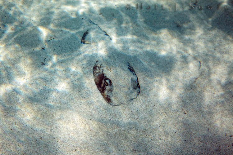 2011_01_21_BreezesGrand-10541-Edit750.jpg - I came across this Southern Ray buried in the sand, but I seemed to make it nervous and it started undulating it's fins as I hovered there trying to find an angle to shoot.  Since it was making me nervous it was time for me to leave after a few shots.