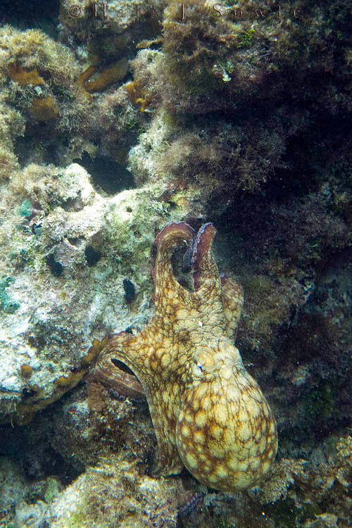 2011_01_22_BreezesGrand-10386-Edit750.jpg - We were incredibly lucky to get some pictures of this very shy octopus before it scurried into the rocks.