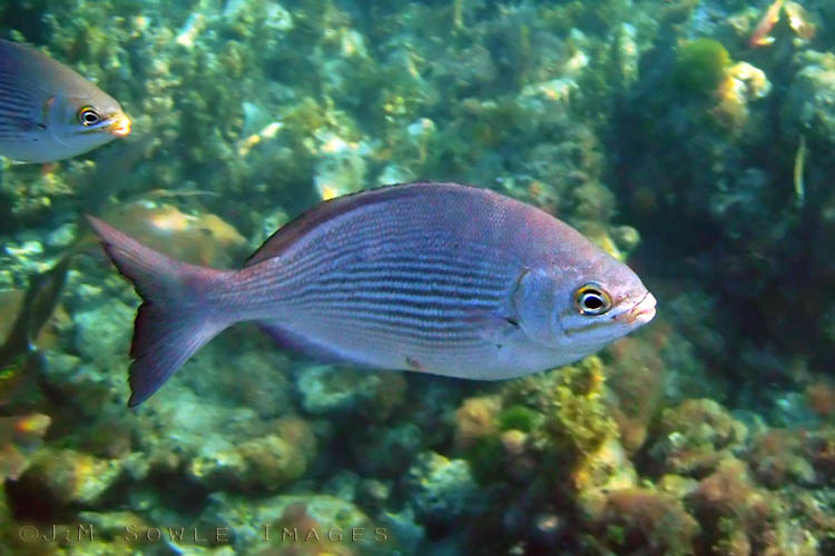 BG_UWC_0165_M.jpg - I believe this is a Bermuda Chub.