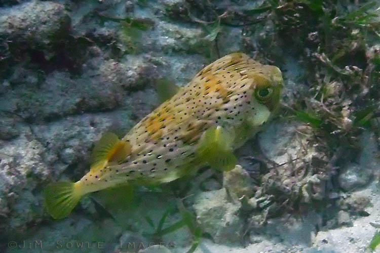 BG_UWC_0360_M.jpg - This is a blurry shot of a Balloonfish taken with our little underwater point and shoot.  The poor little things swim away in fear every time a person swims near them.  You can see this look of desperation in their eyes -- they know you want to grab their tail and make them puff-up.  Of course, we would never do such a thing!