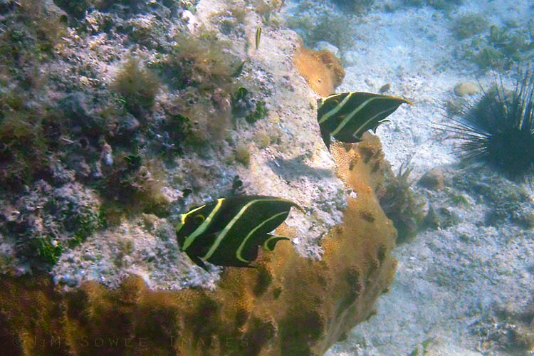BG_UWC_0757_M.jpg - These juvenile French Angelfish appeared to be exhibiting the territorial behavior associated with a spawning pair.  So either they are not so juvenile, or perhaps they are juvenile delinquents partaking in behavior their parents would not approve!