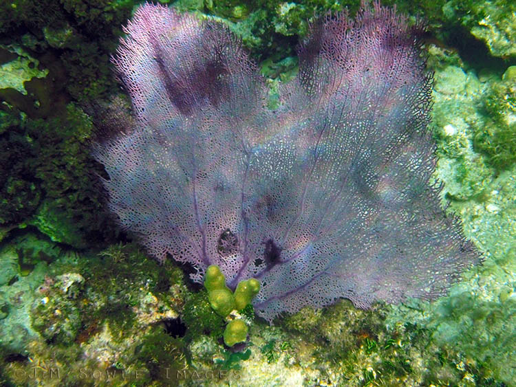 BG_UWC_0774_M2.jpg - It was really nice to see so much live coral in the area.  Here is a shot a very healthy sea fan.