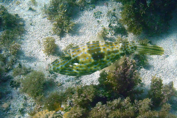 BG_UWC_0786_M2.jpg - This is a blurry shot of a Scrawled Filefish.