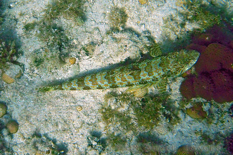 BG_UWC_0789_M2.jpg - We saw a good number of these Sand Divers.  In this shot the fish stands out, but they are normally very difficult to see because of their coloration and their habit of sitting still on the sea bottom.