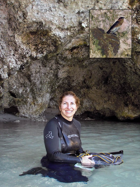 BG_UWC_0839_M2.jpg - While snorkeling we found this small alcove in the shoreline.  It was a magical little spot, in which the fish seemed much less camera shy. We were able to snorkel through the shallow water to a small sandy beach area.  The alcove was also filled with Cliff Swallows that had built their nests into the cliff (or actually onto the cliff).  The inset image is the closest we could get to one of the swallows on a nest.